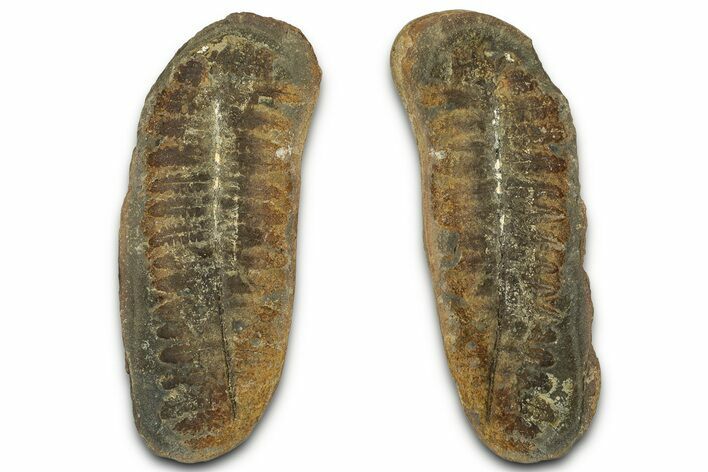 Fossil Fern (Pecopteris) Nodule Pos/Neg - Mazon Creek #325899